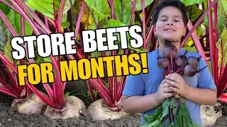 How to Pick, Clean & Store Beets for Winter! (Easy Guide for Beginners)