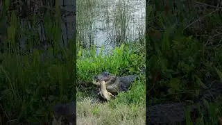 Huge Alligator Destroying a Monster Turtle 😬 Real life doesn't happen in slow motion!