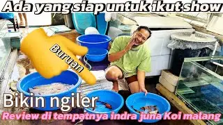 Bikin ngiler‼️ada yang siap untuk ikut show‼️review harga Koi di tempatnya indra juna Koi malang