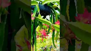 Morokkan red dragon fruit.. bud to fruit #dragon #shorts #youtube #pruning #herbes