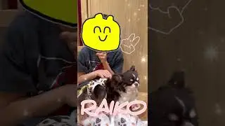 Cute dogs #️⃣ at Puppy Cafe RIO