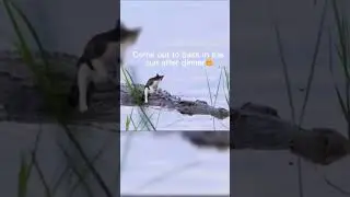 Cat vs crocodile 🐊