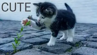 CUTE CATS ❤️FUNNY AND CUTE CAT VIDEO COMPILATION (2020)