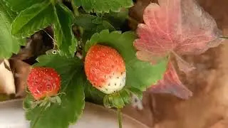 Beautiful strawberry plant #fruits#garden##plant