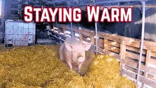 Just Another Winter Feed