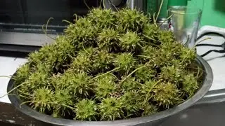 How I Collected Sweet Gum Seeds