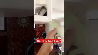 Этот парень избавляется от мух с помощью хамелеона!