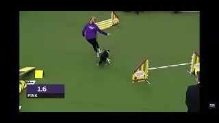 P!nk the Border Collie wins the Westminster 16 inch Division 2018