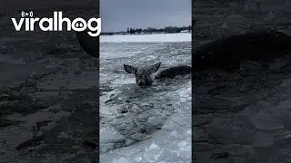 Deer Ice Rescue At Les Cheneaux Islands || ViralHog