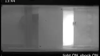 Active Avoidance Fear Conditioning of Zebrafish