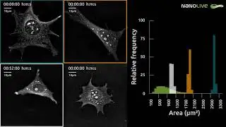 Pre-adipocyte cells imaged label-free for 1 h using the 3D Cell Explorer-fluo