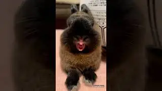 funny rabbit 🐇laughing😂🤣 video #rabbit #rabbits #funnyanimals #animals #shorts
