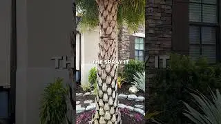Did you know this Palm Is Artificially Stained?