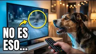 &iquest;Tu Perro Ladra a la TV &iexcl;NO es solo ruido! (Reacciona a OTRA cosa)