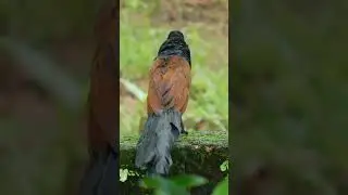The Greater Coucal Bird: A Sound You'll Never Forget #Shorts #birdsounds