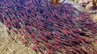Amazing River With Convergence Of Millions Of Salmon Dancing