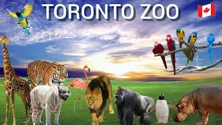 Canada's largest zoo | Toronto zoo tour 2025
