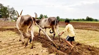 Boy ploughing farmland with bulls | bull videos and oxen stuck | Bullock cart mud ride