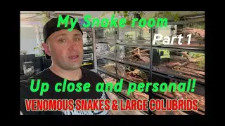 ALL of my SNAKES! SNAKE ROOM vlog with VENOMOUS SNAKES and MASSIVE rare Colubrids (Part 1 of 3)