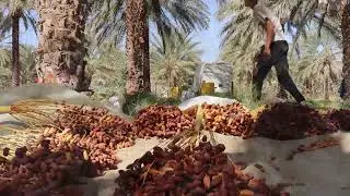 Dates Harvest 'Deglet Nour of Tunisia