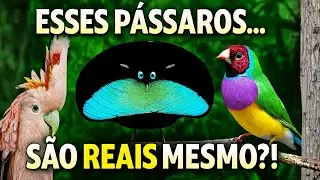 10 Pássaros tão Exóticos que Parecem de Outro Planeta!