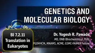 Translation in Eukaryotes - Genetics and Molecular Biology: BI 7.2.11