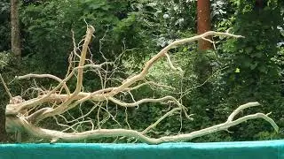 52x24 Inch Monster Spiderwood | Perfect Aquascaping Centerpiece | Unique Driftwood