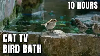 🐦 Bird Bath Moments &ndash; 10 Hours of Light Bird Sounds & Calming Piano Music Cat TV & Relaxation