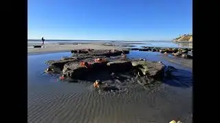 Abundant sea life during king low tide.