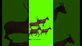 Run Goat Run