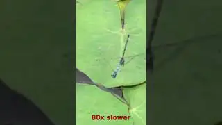 Azure Damselfly mating and flying