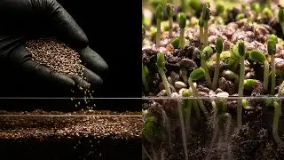 Growing Chia Seeds - 5 Days Time Lapse