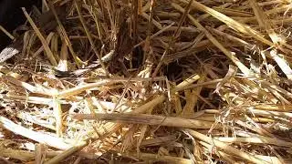 20210322 Bamboo collection Fargesia Scabrida Asian Wonder by full1985black