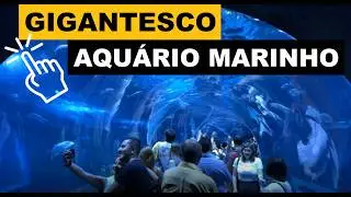 RIO DE JANEIRO: CRIATURAS DO FUNDO DO MAR
