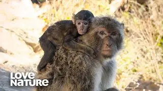 4 Reason Why You Shouldn&rsquo;t Feed The Monkeys