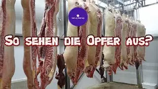 Interpol und die Schweineschlachter