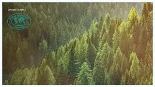 Prof Michael Obersteiner: 1.5 degrees is unthinkable without biomass