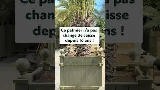 🌴&nbsp;Ce palmier passe &agrave; une plus grande caisse pour la suite de son s&eacute;jour dans l&rsquo;orangerie.