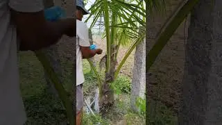 Fertilize Sea Salt to the coconut tree.