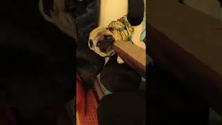 #simba #cute #cutebaby #cutedog #pug #puglife #pugongbyahero