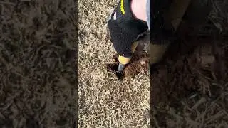 Its a Gold......Pull tab! #garrettvortex #metaldetecting
