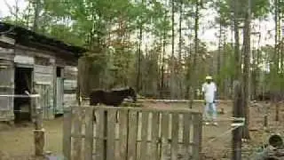 Amazing Horse Training...you be the judge