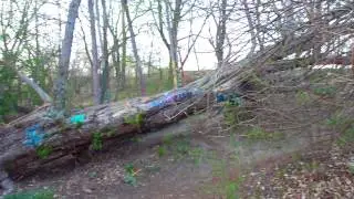 The Hippie Tree In Traverse City, Michigan Near The State Hospital (Full Coverage) - [HD]