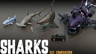 Shark Size Comparison &ndash; Real, Extinct & Fictional Giants 🦈