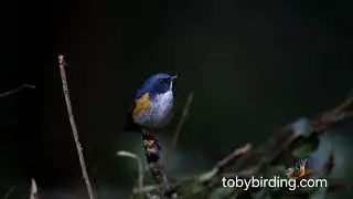 HIMALAYAN BLUETAIL , BIRDING ADVANTURE HOANG LIEN SON @VIETNAM-BIRD-MAN 