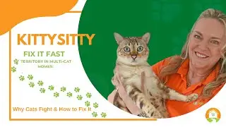 😸 Territory in Multi-Cat Homes: Why Cats Fight & How to Fix It