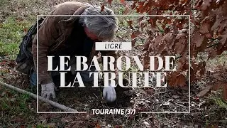 Le Baron de la Truffe - Ici en Région