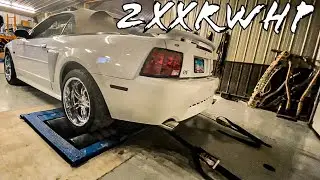 New Edge Mustang GT Dyno Pull. Will Surprise You  #SN95power