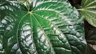 Kaduk (Piper sarmentosum)
