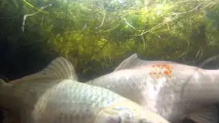 201304131200 - Koi Spawning